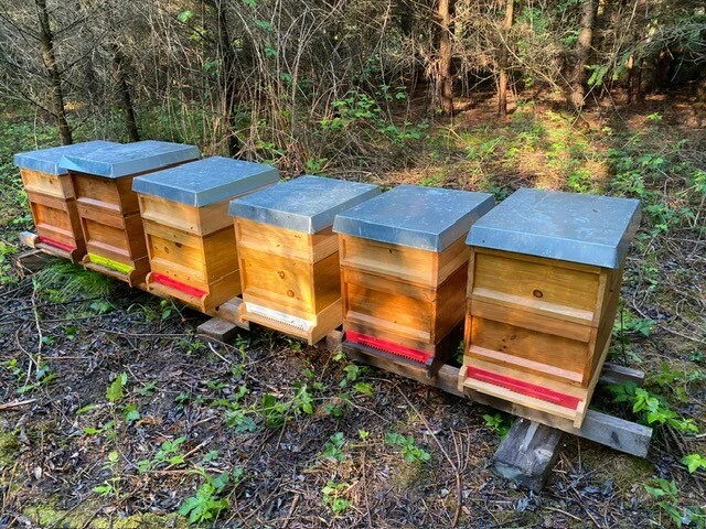 Bienenpatenschaft