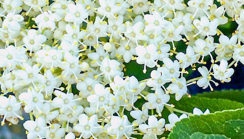 Bio Hollunderpflanze