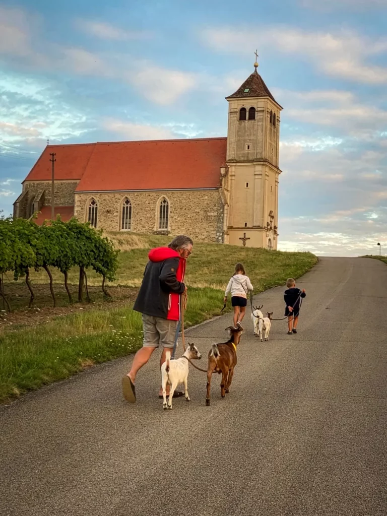 Ziegenwanderung mit Zwergziegen