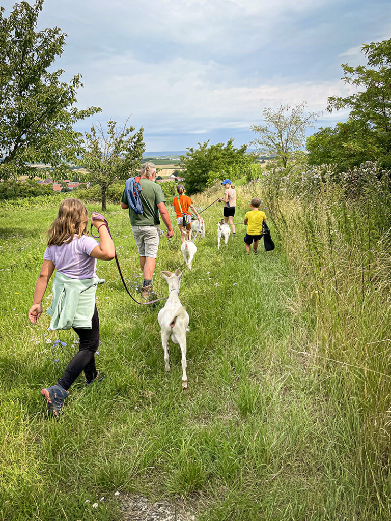 Zeigenwanderung Weinviertel Niederösterreich